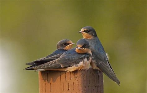 Swallows And Bridges Community Science Project — Golden Eagle Audubon