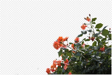 Plant Bulaklak Berdeng Dahon Larawan Numero Ng Graphics Format Ng