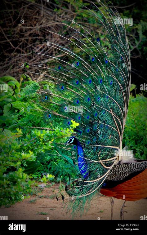 Proud Plumage Peacock Yala National Park Sri Lanka