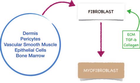 Activation Of Fibroblasts And Differentiation Into Myofibroblasts Are