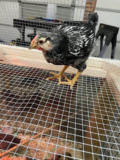 Attachments In Thread Help Sexing Silver Laced Wyandotte Chicks Backyard Chickens Learn