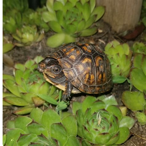 Common Box Turtle Critter Republic Dive Center