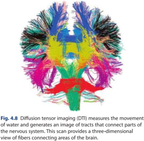 Neuro I What Is Neuroscience Flashcards Quizlet