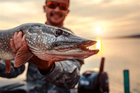 northern pike teeth facts handling tips irvine lake