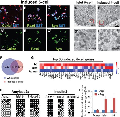 In Vivo Reprogramming Of Pancreatic Acinar Cells To Three Islet