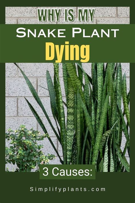 Braided Snake Plant Growing And Care Guide Artofit