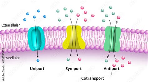 Stockvector Membrane Transport - Uniport, Symport, Antiport ...