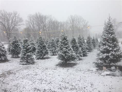 20 tree farms in Michigan that have perfect Christmas trees for your home