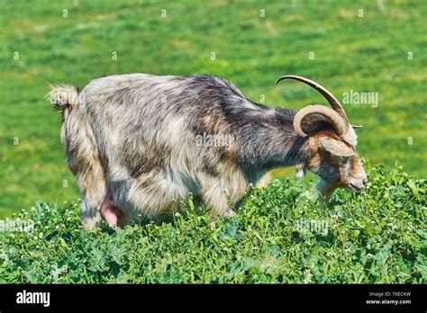 Goat Eating Grass Stock Photo - Alamy