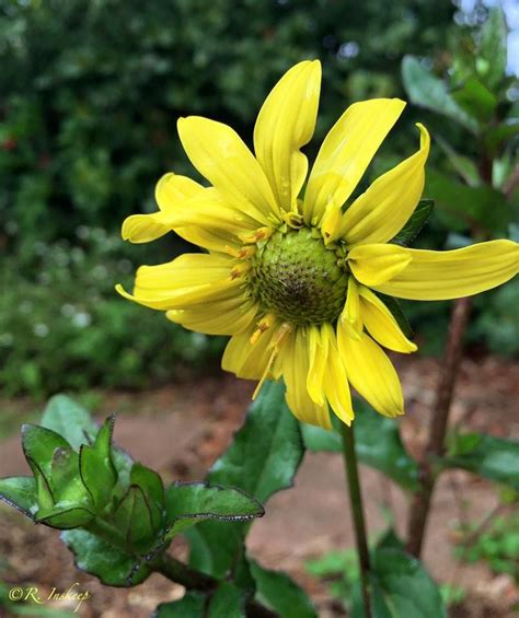 Silphium Asteriscus Starry Rosinweed Ryan Robert Inskeep Photo