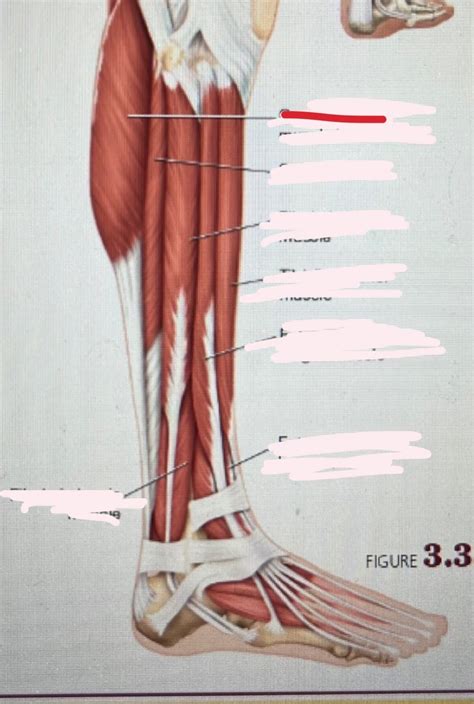 Lab Lower Leg Muscles Posterior View Part Diagram Quizlet