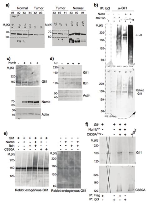 Western Blot Data