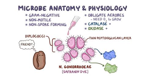 Neisseria Gonorrheae Pathology And Lab Diagnosis Neisseria