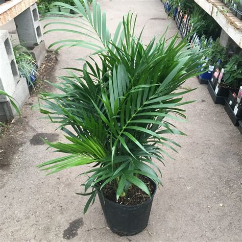 Majesty Palm Ravenea Rivularis › Anything Grows