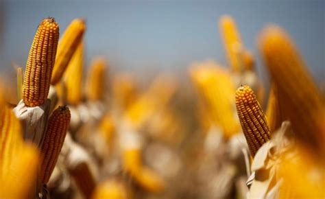 AUMENTO NA PRODUÇÃO DE MILHO AgroNovas