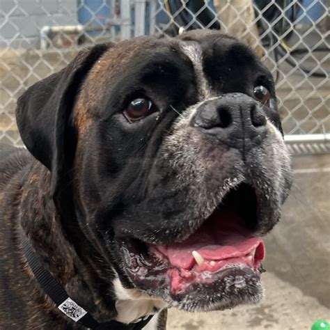 Dempsey Boxer Rescue La