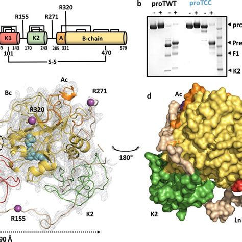 (PDF) Structure of prothrombin in the closed form reveals new details ...