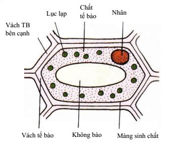 Lý thuyết Cấu tạo tế bào thực vật sinh 6