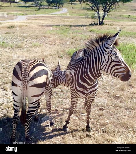 One zebra or two optical illusion Stock Photo - Alamy