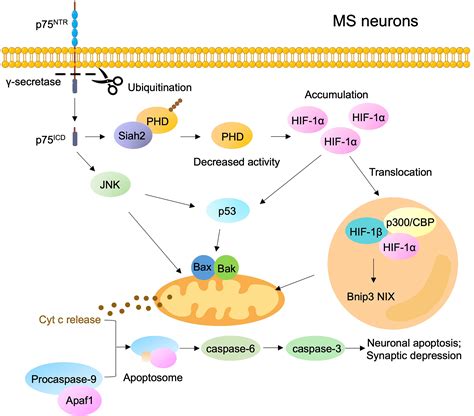 Probdnf And Its Receptors In Immune Mediated Inflammatory Diseases