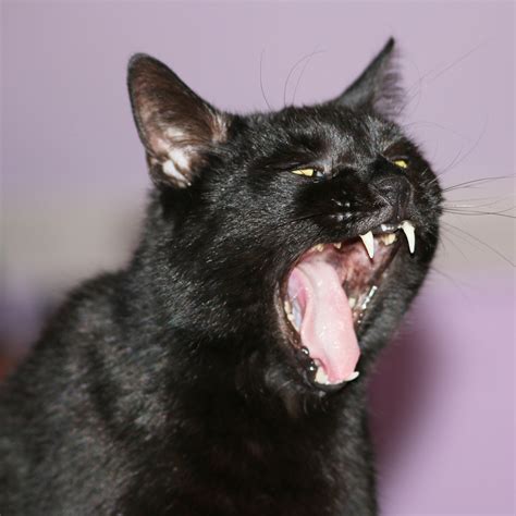 Free Images Pet Black Cat Yawn Nose Whiskers Roar Vertebrate