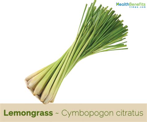 Health Benefits Of Lemongrass Health Benefits