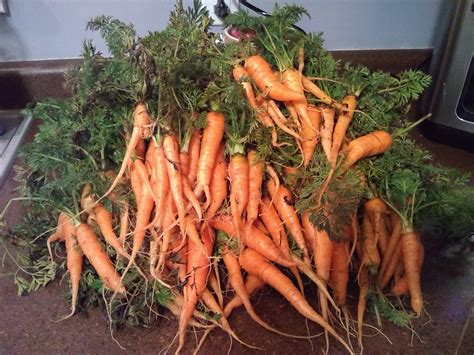 South Bend Farmers Market