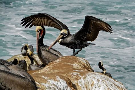 Pelican Wingspan stock photo. Image of wingspan, conspicillatus - 8130374