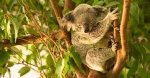 Koala Behavior - AnimalBehaviorCorner