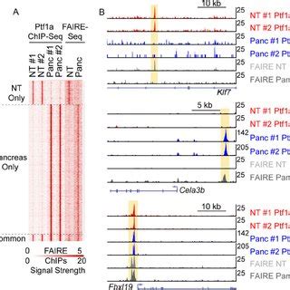 Chromatin Accessibility Is A Major Determinant Of Tissue Specific Ptf1a