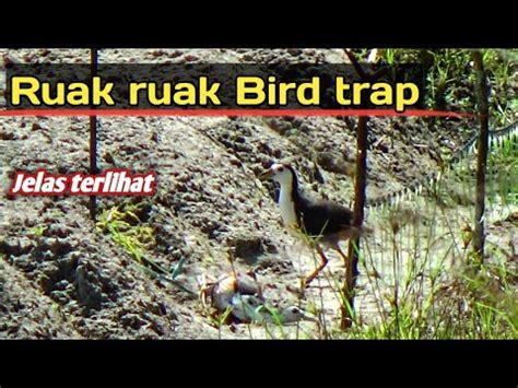 Terekam Jelas Detik2 Burung Ruak Ruak Terkena Jerat Bird Trap YouTube