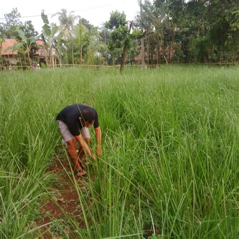 Jual Rumput Vetiver Akar Wangi Bibit Kg Harga Proyek