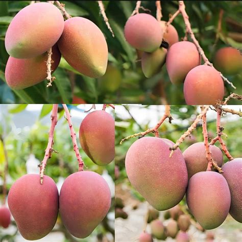 Pyanabi Combo 2 Arunika Mango Plant Grafted New Variety Mango Tree