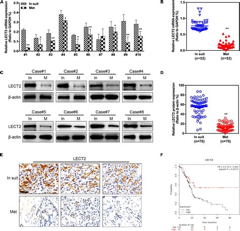 Frontiers Lect Antagonizes Foxm Signaling Via Inhibiting Met To