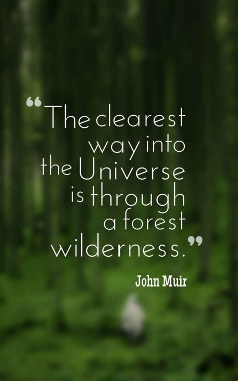 45 Inspirational Forest Quotes And Sayings