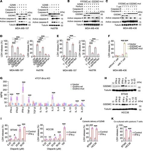 JCI Gasdermin C Sensitizes Tumor Cells To PARP Inhibitor Therapy In