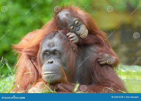 Mother Orangutan with Her Baby Stock Photo - Image of rainforest, female: 2541678