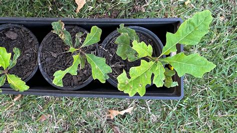 How To Grow Shumard Red Oak Trees From Acorns Youtube