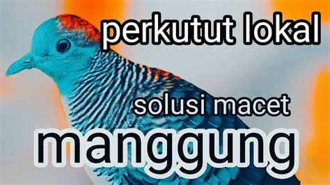 Suara Perkutut Lokal Gacor Suara Jernih Merangsang Perkutut Bisu