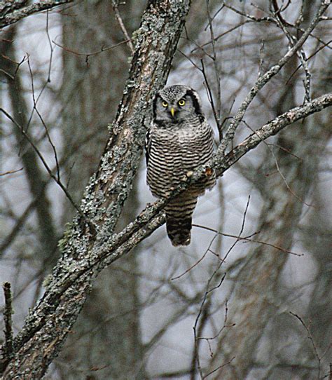 Bev S Nature Blog Northern Hawk Owl