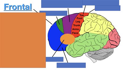 Frontal Lobe Picture Diagram Quizlet