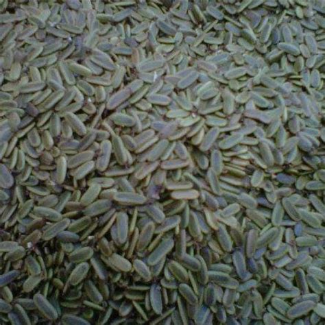 Jual 250 Gr Biji Benih Pohon Albazia Sengon Solomon Shopee Indonesia