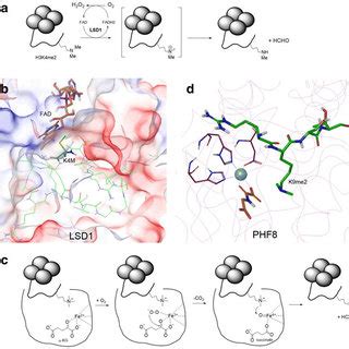 Mechanisms and inhibitors of IDH. a Mechanism of catalysis for the ...