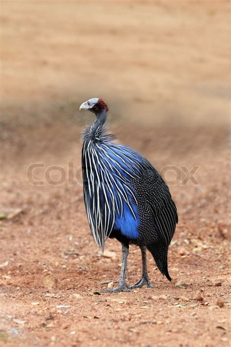 Beautiful african vulturine guineafowl with helmeted headno feathers ...