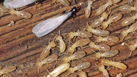 Interesting Facts About Termites Jessica Lafollettes Blog