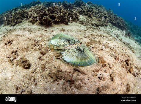 The Oriental Flying Gurnard Dactylopterus Orientalis Is Remarkable