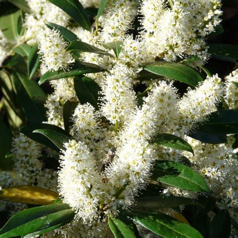 Graines Laurier Cerise Laurier Palme Prunus Laurocerasus