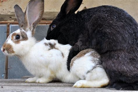 Mating Of Domestic Rabbits Stock Image Image Of Nature 230529255