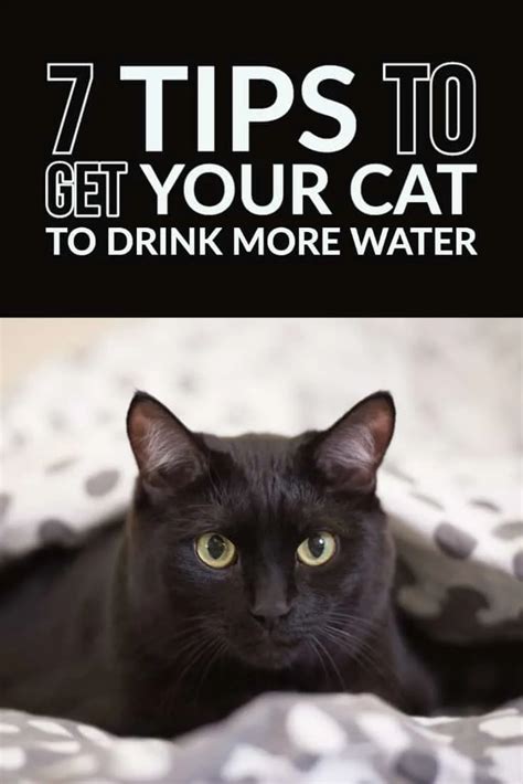 7 Ways To Get Your Cat To Drink More Water