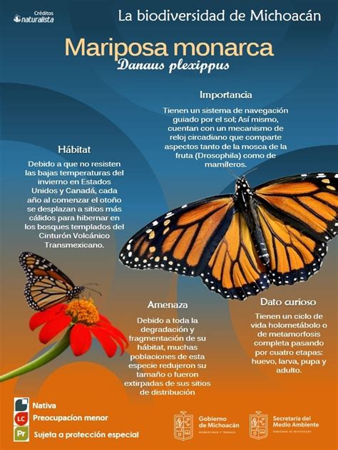 Comienza El Arribo De La Mariposa Monarca Portal Urbano